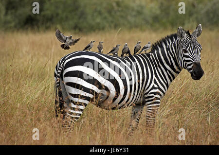 Steppe Zebra, Zebra des Pferdes oder Burchell-Zebra, Equus Burchelli, erwachsenes Tier, Tuch Glaukom, Creatophora Cinerea, Rücken, Masai Mara Park, Kenia, Stockfoto