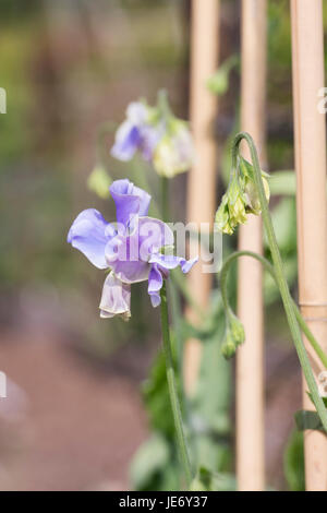 Platterbse man.  Sweet Pea "Unser Harry" Blumen mit Bambusstöcke in einem englischen Garten unterstützt. UK Stockfoto