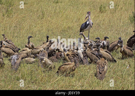 Weiße Rückseite Geier, abgeschottet Africanus, ausgewachsene Tiere, Essen, Leiche, Masai Mara Park, Kenia, Stockfoto