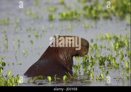 Capybara oder Wasser Schwein, Hydrochoerus Hydrochaeris, der weltgrößte Nagetier, erwachsenes Tier, Ständer, Sumpf, Batch Lianos, Venezuela, Stockfoto