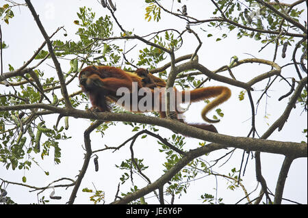 Rot heulen Affen, Alouatta Seniculus, Frauen, tragen, Jungtier, zurück, Batch Lianos, Venezuela, Stockfoto