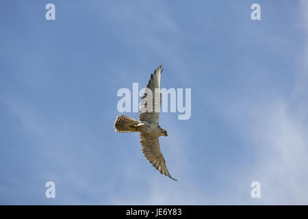 Sakerfalke, Saker oder Würgfalke, Falco Cherrug, erwachsenes Tier, fliegen, blauen Himmel, Stockfoto