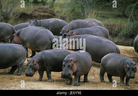 Nilpferd Hippopotamus Amphibius, auch Nil Pferd, großes Nilpferd, Gruppe, Mara River, Kenia, Stockfoto