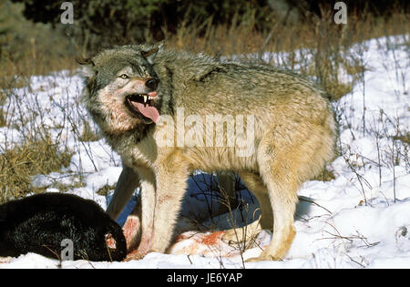 Mackenzie Wolf, Canis Lupus Occidentalis, auch kanadischer Wolf, erwachsenes Tier, Nesselsucht, Kanada, Stockfoto