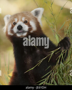 Kleine Panda Ailurus Fulgens, auch roter Panda, erwachsenes Tier, Essen, Bambus, Stockfoto