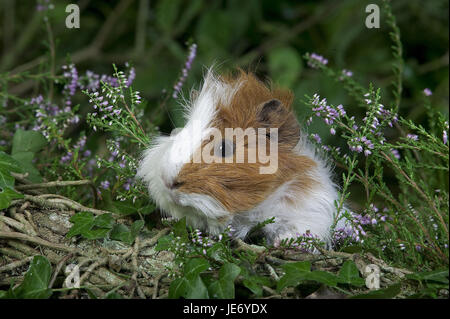 Haus, Meerschweinchen, Cavia Porcellus, erwachsenes Tier, Heidekraut, Stockfoto