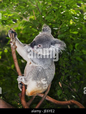 Koala, Phascolarctos Cinereus, auch aschgrau Koala, kleine Mann, Stand, Zweig, Stockfoto