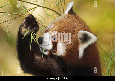 Kleine Panda Ailurus Fulgens, auch roter Panda, erwachsenes Tier, Essen, Bambus, Stockfoto