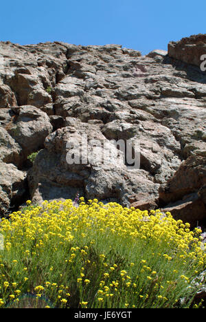 Die Kanarischen Inseln, Teneriffa, Vegetation in den Teide hängen, Stockfoto