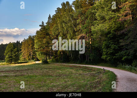 Sommer, Sonnenuntergang, staubigen Feldweg ist zwischen dem Pinienwald und dem Feld auf dem Rasen wächst. Russland, Pskow, Natur, Landschaft Stockfoto