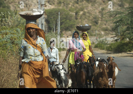 Indien, Rajasthan, Frauen mit Ziegen auf der Straße auf dem Weg, Stockfoto