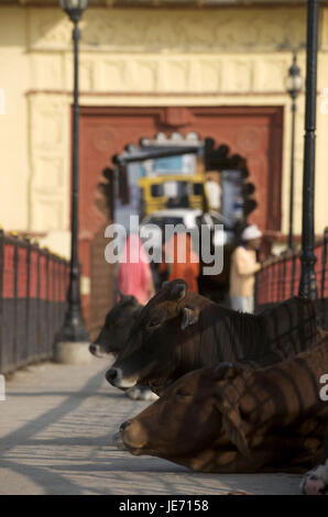 Indien, Rajasthan, Udaipur, Cortexes auf der Daiji Brücke, Stockfoto