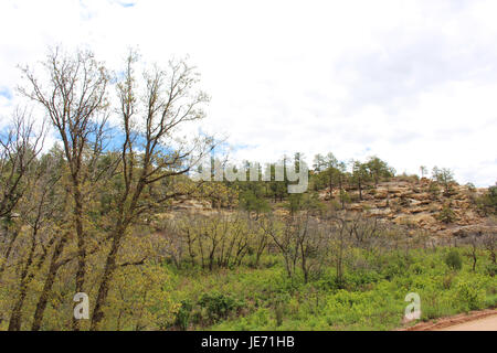 Vegetation-Futter und wachsen auf felsigen Klippen im Palmer Park in Colorado Springs, Colorado, USA Stockfoto