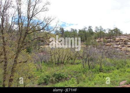 Vegetation-Futter und wachsen auf felsigen Klippen im Palmer Park in Colorado Springs, Colorado, USA Stockfoto