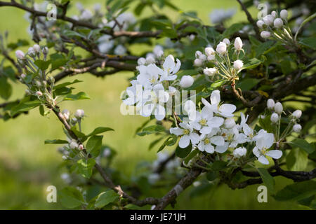 Malus Pumila "Dartmouth". Crab Apple Blossom in einem englischen Obstgarten Stockfoto