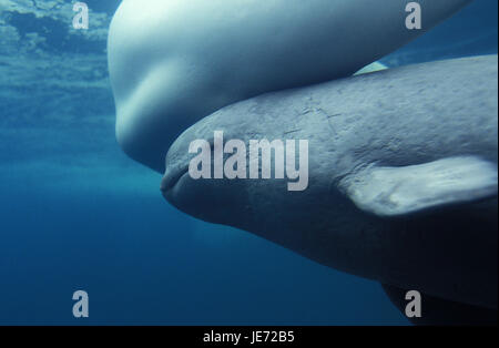 Weißer Wal oder Beluga, Delphinapterus Leucas, Weibchen, Kalb, Stockfoto