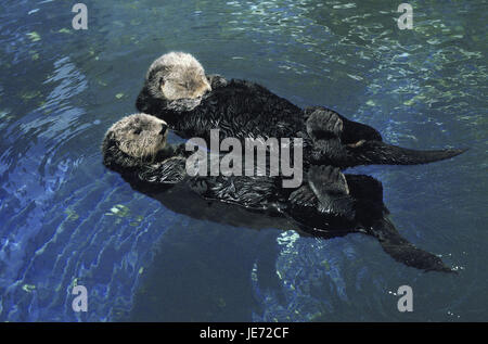 Meer-Viper, Kalan oder Meer Viper, Enhydra Lutris, ausgewachsene Tiere, Stockfoto