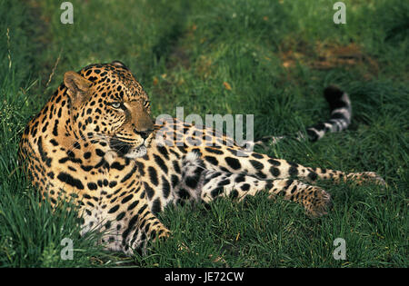 Leopard, Panthera Pardus, erwachsenes Tier, Lüge, Rasen, Stockfoto