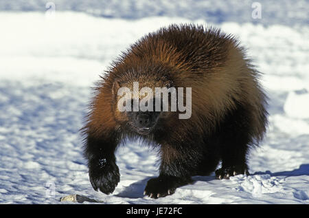 Nordamerikanische Wolverine, Gulo Gulo Luscus, erwachsenes Tier, Ständer, Schnee, Kanada, Stockfoto