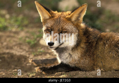 Rotfuchs Vulpes Vulpes, erwachsenes Tier, Lüge, Stockfoto