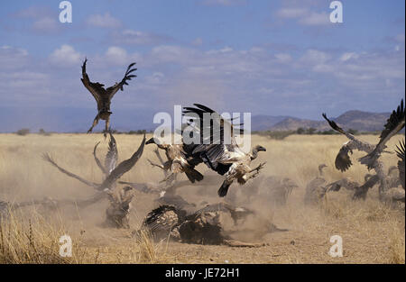 Weiße Rückseite Geier, abgeschottet Africanus, Gruppe, Kampf, tierische Leiche, Masai Mara Park, Kenia, Stockfoto