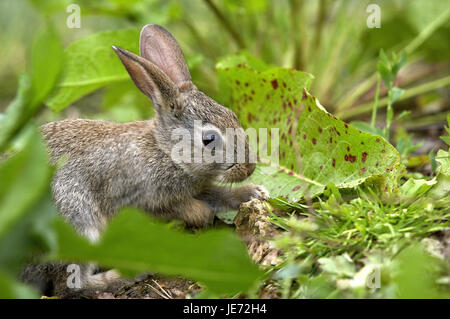 Wildkaninchen Oryctolagus Cuniculus, Jungtier, Normandie, Stockfoto