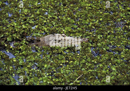 Krokodil, Crocodylus Porosus, auch Salzwasserkrokodil, Saltie, erwachsenes Tier, Tarnung, Australien, Stockfoto