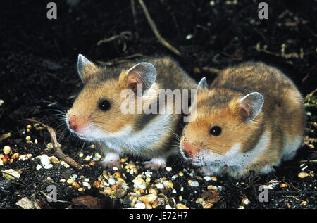 Goldhamster, Mesocricetus Auratus, ausgewachsene Tiere essen, Stockfoto