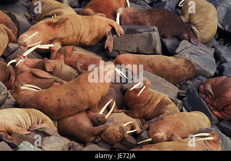 Walrosse, Odobenus Rosmarus, Kolonie, Rock, Round Island, Alaska, Stockfoto