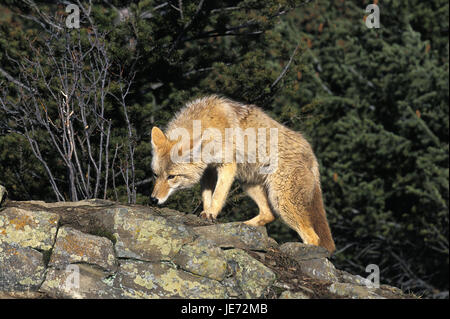 Coyote, Canis Latrans, nordamerikanischer Präriewolf, erwachsenes Tier, Rock, Montana, Stockfoto