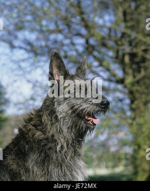 Hund, Berger de Picardie, erwachsenen Tier, Porträt, Stockfoto