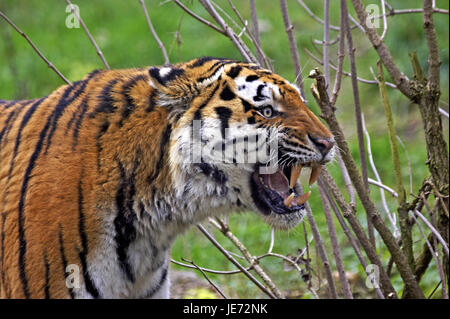 Sibirische Tiger, Panthera Tigris Altaica, auch Amur-Tiger, erwachsenes Tier, Knurren, Stockfoto
