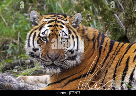 Sibirische Tiger, Panthera Tigris Altaica, auch Amur-Tiger, erwachsenes Tier, Wildschwein, Beute, Stockfoto