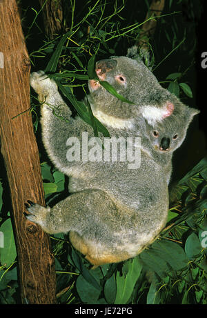 Koala, Phascolarctos Cinereus, Weibchen, Jungtier auf dem Rücken, Australien Stockfoto