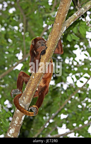 Rot heulen Alouatta Seniculus, erwachsenes Tier, Ständer, Affe, Zweig, Batch Lianos, Venezuela, Stockfoto