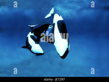 Großer Schwertwal Orcinus Orca, ausgewachsene Tiere, Gruppe, Stockfoto