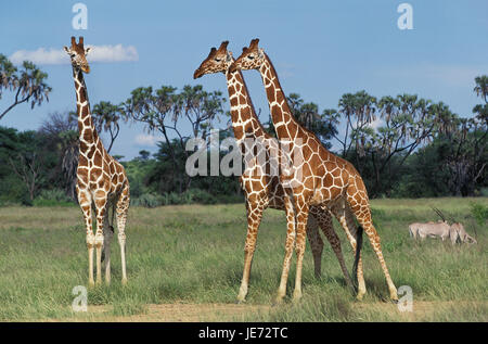 Netzwerk-Giraffe, Giraffe Giraffa Reticulata, Gruppe, Samburu Park, Kenia, Stockfoto