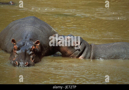 Hippopotamus Amphibius, auch Nil Pferd, großes Nilpferd, Weiblich, Nilpferd, Kalb, Mara River, Stand, Kenia, Stockfoto