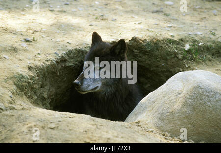 Mackenzie Wolf, Canis Lupus Occidentalis, auch kanadischer Wolf, erwachsenes Tier Erde Grube, Eingang, Kanada, Stockfoto