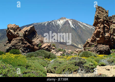 Die Kanarischen Inseln, Teneriffa, Vegetation in den Teide hängen, Stockfoto