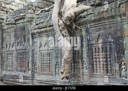 Kambodscha, Siem Reap, Angkor, Tempel Preah Khan, Baumwurzel, Stockfoto