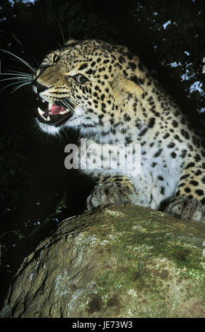 Persische Leoparden auf einem Felsen, Panthera Pardus saxicolor Stockfoto