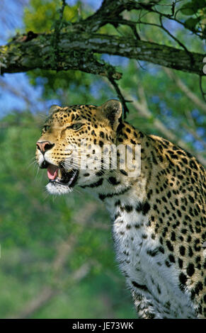 Persische Leoparden Panthera Pardus Saxicolor, Stockfoto