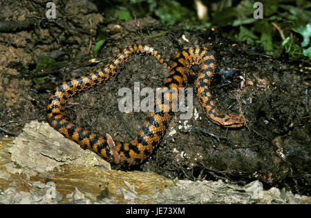 Aspisviper Vipera Aspis, Stockfoto