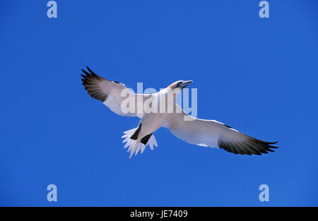 Basstölpel im Flug, Sula bassana Stockfoto