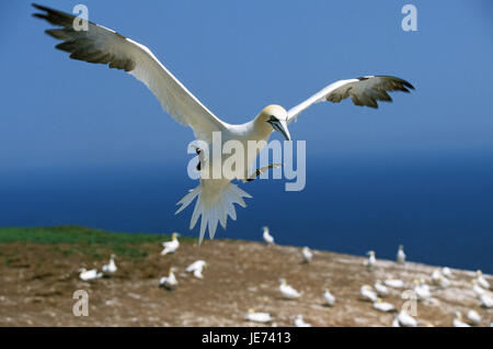 Basstölpel im Flug, Sula bassana Stockfoto