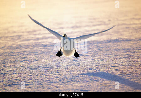 Swan Song landet auf zugefrorenen See, Cygnus Cygnus, Stockfoto