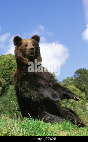 Brauner Bär sitzt in der Wiese, Ursus Arctos, Stockfoto