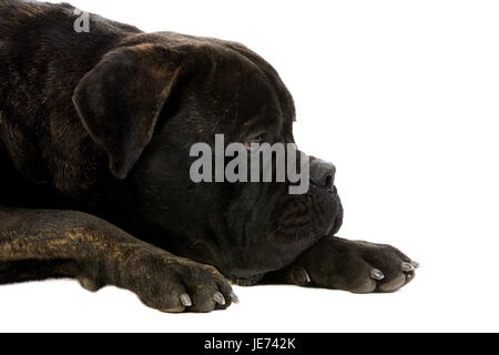 Cane Corso-Hund, liegend, Portrait, Stockfoto