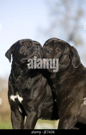 Zwei Cane Corso Hunde Stockfoto